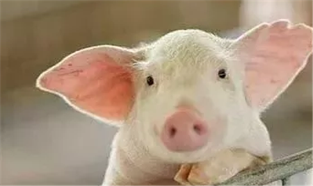 从临床实战角度告诉你 常见猪只呕吐应该怎么分析和判定疫病？