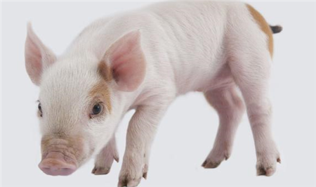 对于新生仔猪在出生后会出现“不吃乳”的现象，有哪些有效的处理呢？
