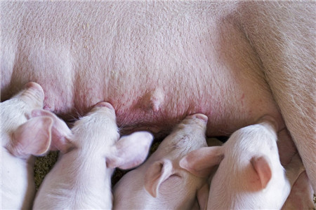 对于以前感染过非洲猪瘟的猪场进行复养之前，必须按国家要求先行彻底空栏清洗消毒，空置一段时间后才能养猪。 　　