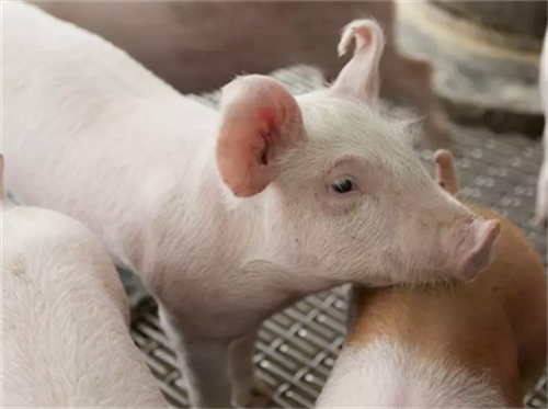 如何科学养猪网