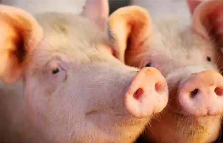 如何科学养猪网